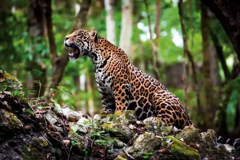 onça amazonia